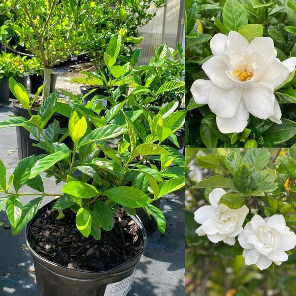 Gandharaj Flower Plant – All Season Highly Fragrant Live Flowering Plant