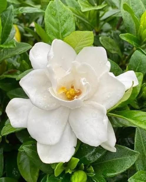 Gandharaj Flower Plant – All Season Highly Fragrant Live Flowering Plant