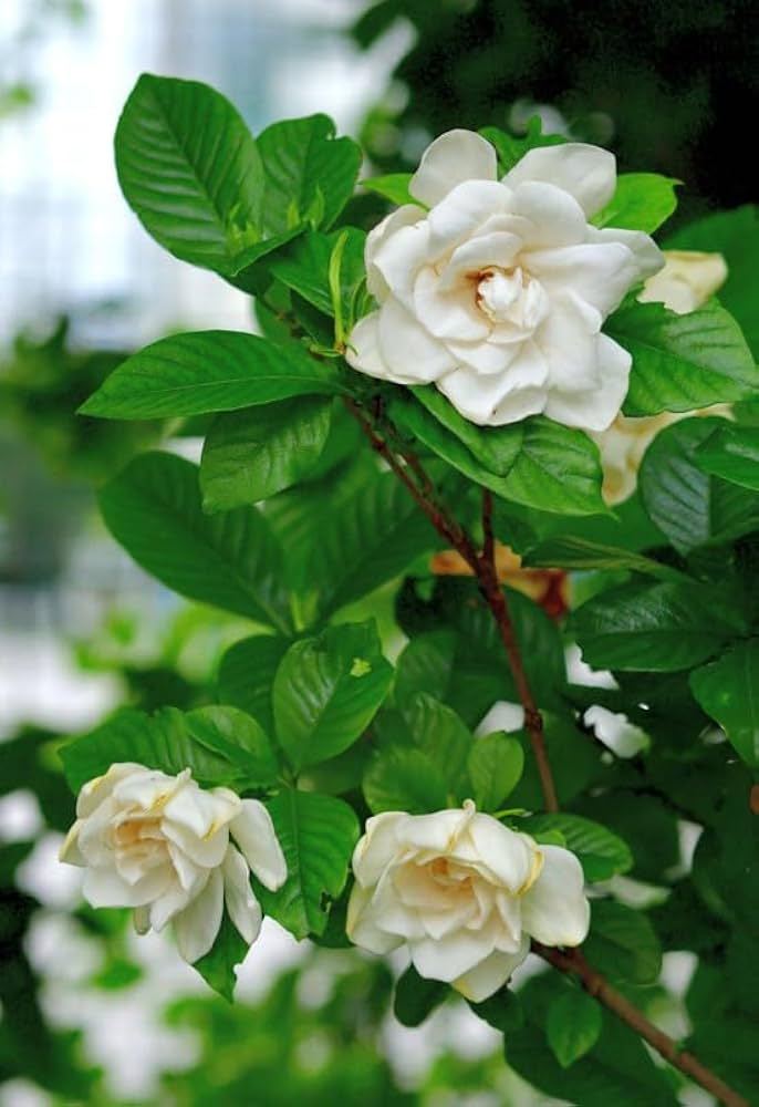 Gandharaj Flower Plant – All Season Highly Fragrant Live Flowering Plant