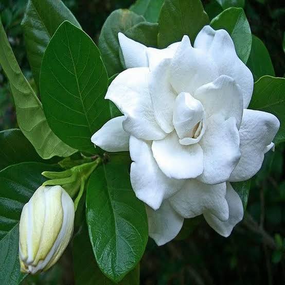 Gandharaj Flower Plant – All Season Highly Fragrant Live Flowering Plant