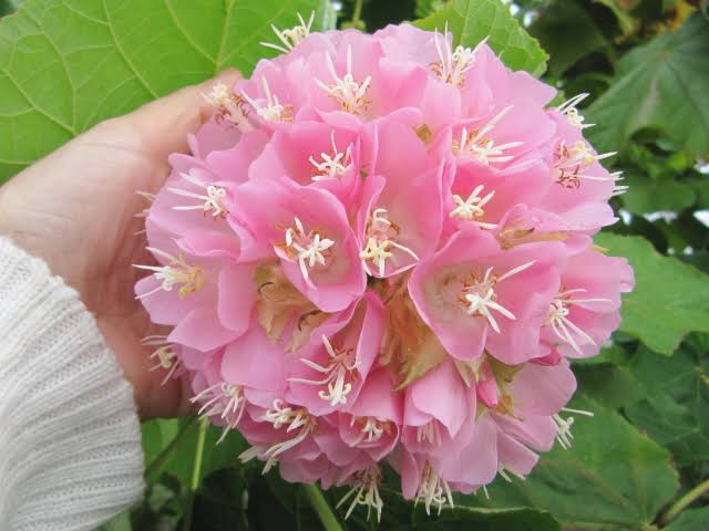 Dombeya Live Plant – Dombeya Wallichii / Dombeya Spectabilis Pink Ball Flower Tree | Beautiful Pink Flowering Ornamental Plant for Home Gard