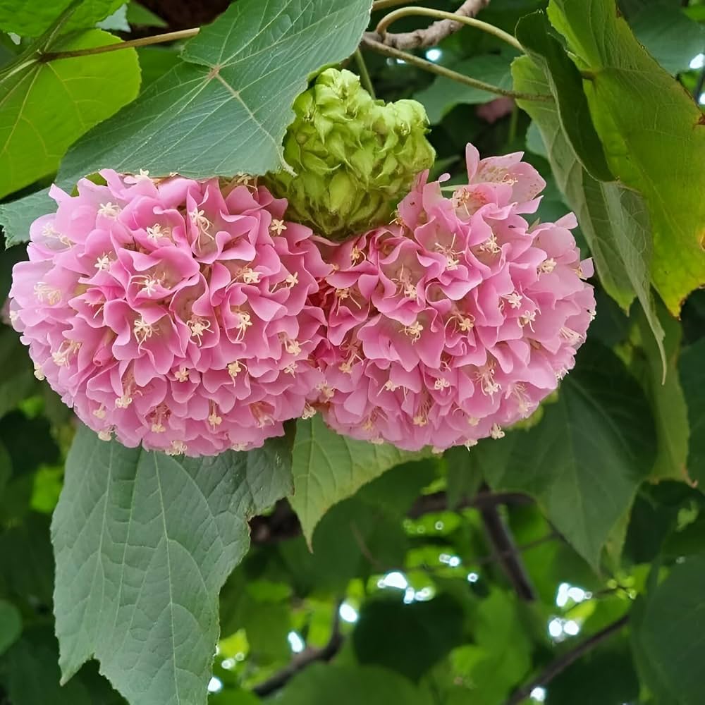 Dombeya Live Plant – Dombeya Wallichii / Dombeya Spectabilis Pink Ball Flower Tree | Beautiful Pink Flowering Ornamental Plant for Home Gard