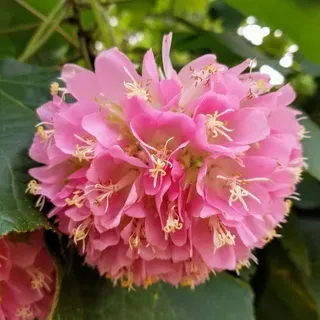 Dombeya Live Plant – Dombeya Wallichii / Dombeya Spectabilis Pink Ball Flower Tree | Beautiful Pink Flowering Ornamental Plant for Home Gard