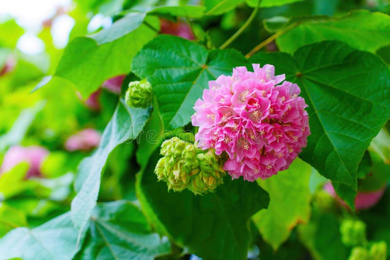 Dombeya Live Plant – Dombeya Wallichii / Dombeya Spectabilis Pink Ball Flower Tree | Beautiful Pink Flowering Ornamental Plant for Home Gard