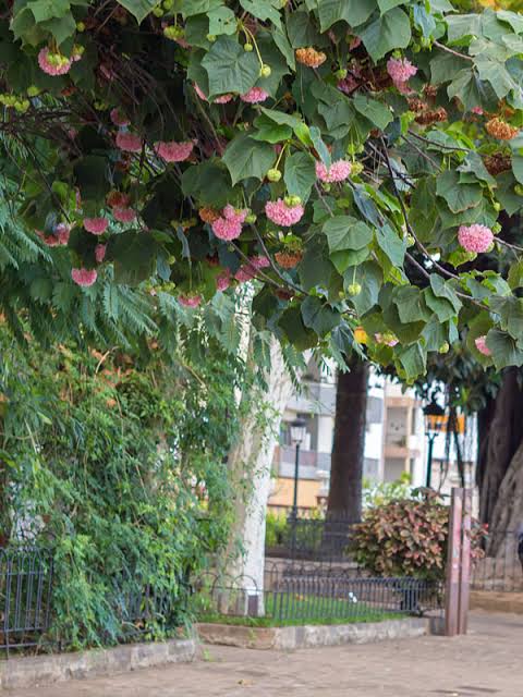 Dombeya Live Plant – Dombeya Wallichii / Dombeya Spectabilis Pink Ball Flower Tree | Beautiful Pink Flowering Ornamental Plant for Home Gard