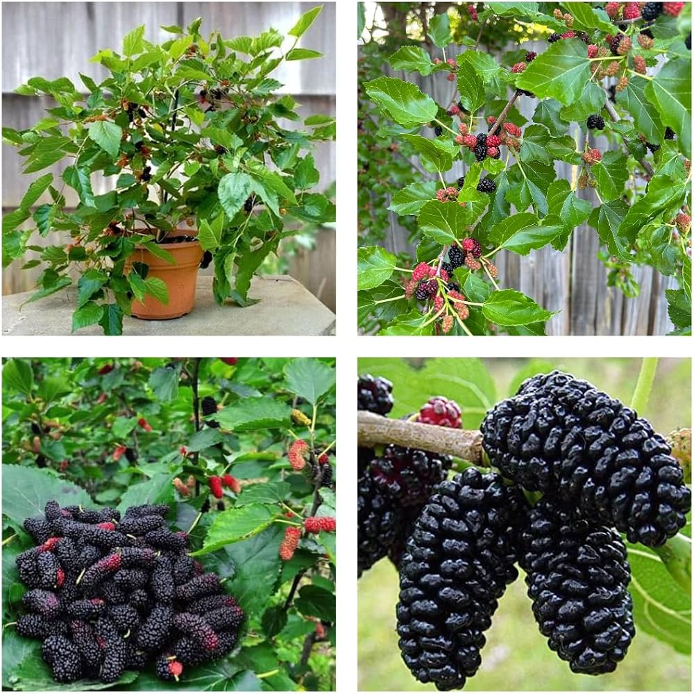 ALL TIME Thai Variety Mulberry Fruit Live Plant – Sweet Fruiting Mulberry Tree for Home Garden, Terrace, Balcony & Outdoor Planting – Pack o