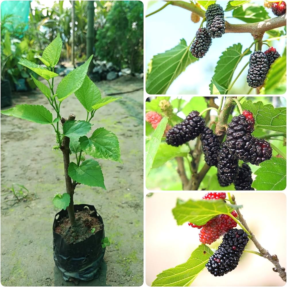 ALL TIME Thai Variety Mulberry Fruit Live Plant – Sweet Fruiting Mulberry Tree for Home Garden, Terrace, Balcony & Outdoor Planting – Pack o