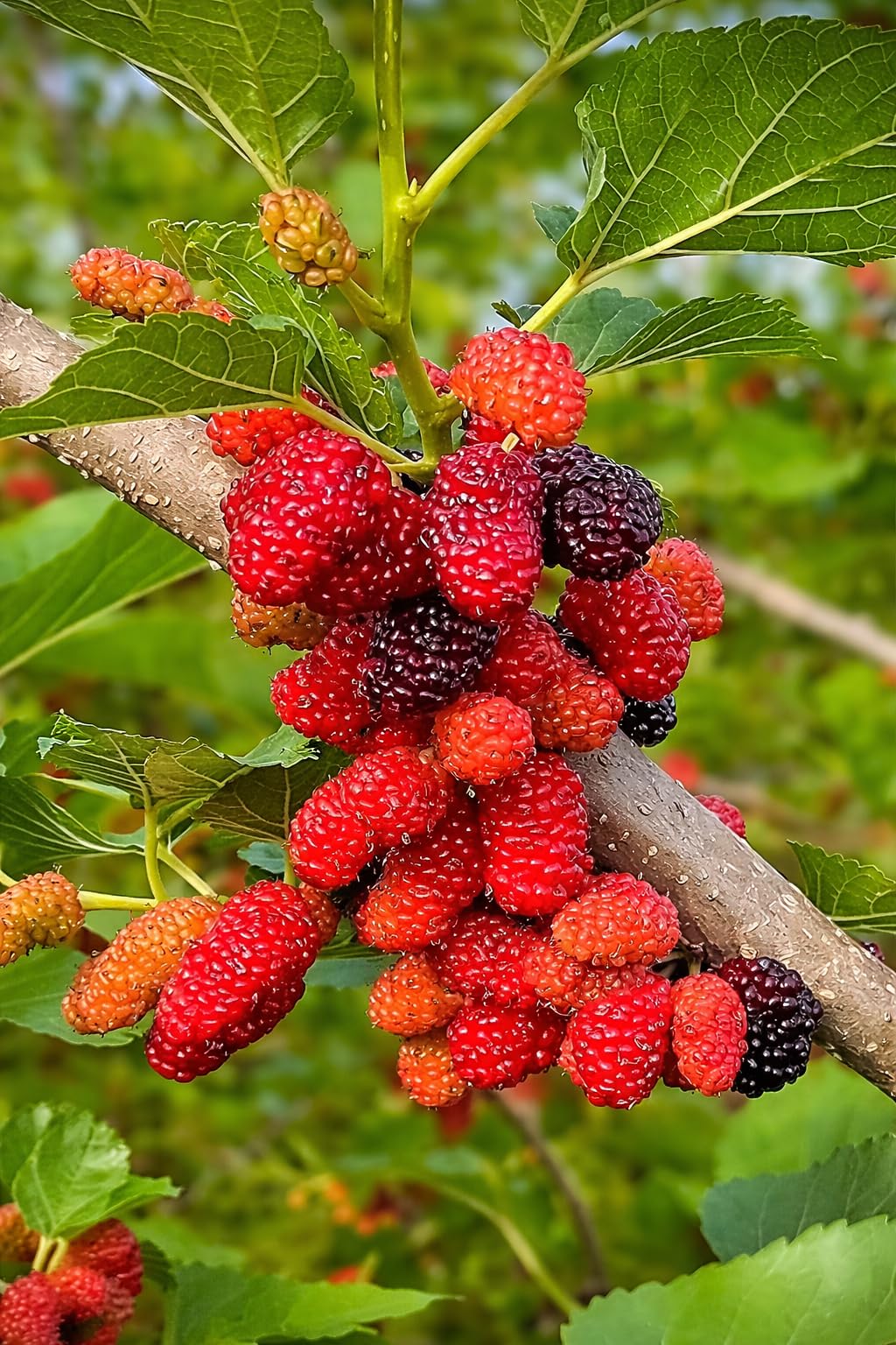 ALL TIME Thai Variety Mulberry Fruit Live Plant – Sweet Fruiting Mulberry Tree for Home Garden, Terrace, Balcony & Outdoor Planting – Pack o