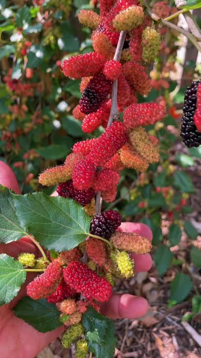 ALL TIME Thai Variety Mulberry Fruit Live Plant – Sweet Fruiting Mulberry Tree for Home Garden, Terrace, Balcony & Outdoor Planting – Pack o