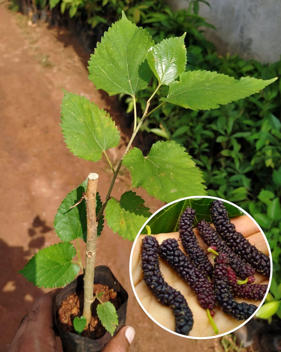 ALL TIME Thai Variety Mulberry Fruit Live Plant – Sweet Fruiting Mulberry Tree for Home Garden, Terrace, Balcony & Outdoor Planting – Pack o