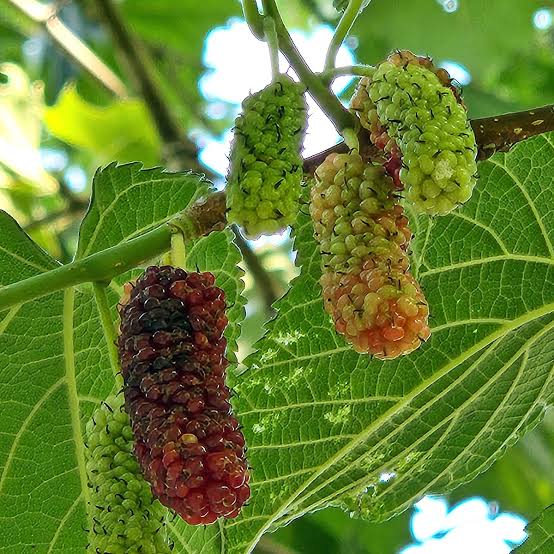 ALL TIME Thai Variety Mulberry Fruit Live Plant – Sweet Fruiting Mulberry Tree for Home Garden, Terrace, Balcony & Outdoor Planting – Pack o